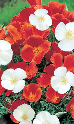 Эшшольция ПЕРФЕКТО Очаровательное красивое растение!