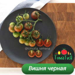 Вишня черная