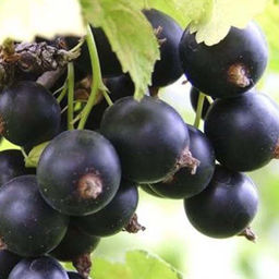 Смородина черная Загляденье