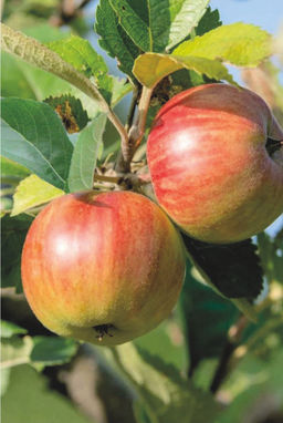 Яблоня Солнцедар полукультурка (саженец с этикеткой) 1шт