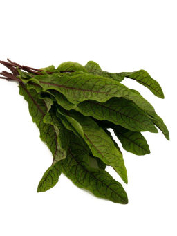 Щавель Кровавая Мэри - Партнер фото 6