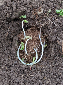 Фиалка мотыльковая белая