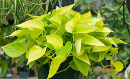 Сциндапсус Неон