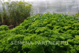 Петрушка кудрявая Астра - Партнер фото 6