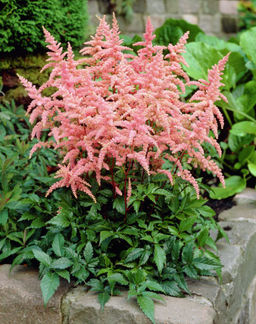 АСТИЛЬБА Брессингем Бьюти Разбор 2/3 n Кол-во упак., шт 1