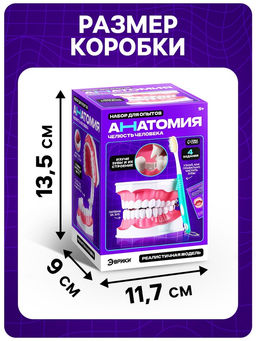 Набор для опытов Анатомия, челюсть человека - Эврики фото 5