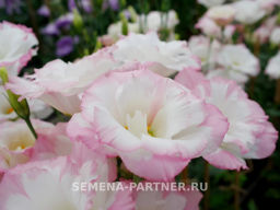 Эустома срезочная махровая бело-розовая Мадам Бенуа - Партнер фото 2