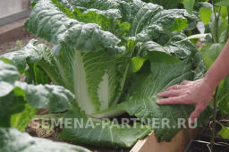 Капуста пекинская Гидра - Партнер фото 3