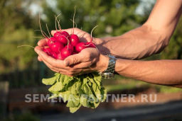 Редис Мечта Алисы F1