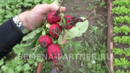 Редис Селеста - Партнер фото 7