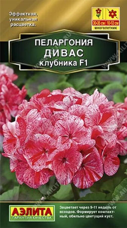 Пеларгония Дивас F1 клубника --- Мн Золотая серия