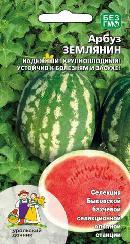 Арбуз ЗЕМЛЯНИН  Надёжный! Крупноплодный до 14 кг! Устойчив к болезням и засухе! Знаменитая Быковская селекция!