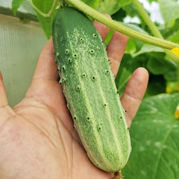 Огурцы Аксельские от Помидома - Дом помидоров фото 3