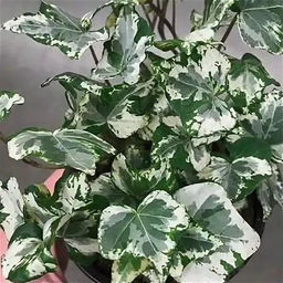 Хедера Арлекин - 1000корней фото 3