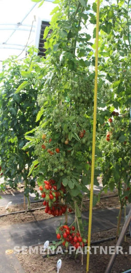 Томат Монпансье - Партнер фото 8