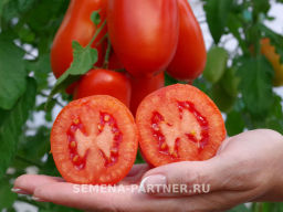 Томат Жара - Партнер фото 7