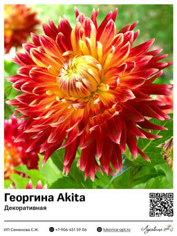 Георгина Akita (Декоративная)