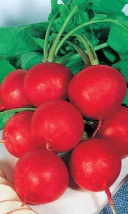 Редис СЕКРЕТ КЛЕОПАТРЫ F1  18 дней! Нежная, сочная, без горечи!