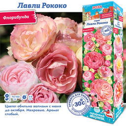 Роза Лавли Рококо (Флорибунда) 1шт