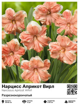 Нарцисс Apricot Whirl (Разрезнокорончатый) - Голландские луковицы фото 2