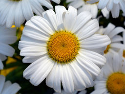 Ромашка садовая