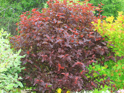 Пузыреплодник калинолистный Ред Барон - Долина роз фото 5