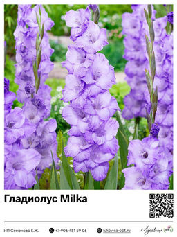 Гладиолус Milka