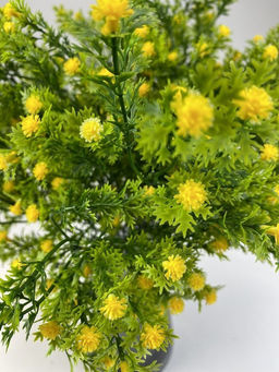Гипсофила желтая 35 см, декоративное растение - Aopen фото 5
