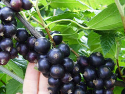 Смородина черная Кубанская красавица