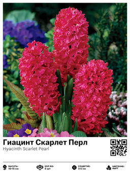 Гиацинт Скарлет Перл