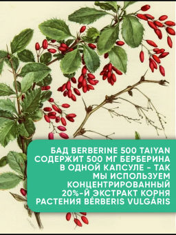 БАД Berberine желчегонный TaiYan, 120 капс. TY-2402  фото 8