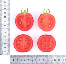 Томат Малиновый Земледелец - Партнер фото 7