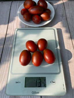 Томат СЛИВА ЧЁРНАЯ  Обсыпной! Сладкий! Холодостойкий! Лёжкий! Идеален для консервирования! - Уральский дачник фото 10