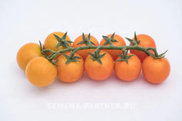 Томат Черри Кирино - Партнер фото 5