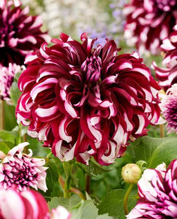 Георгина гигант Tartan (Декоративная) - Голландские луковицы фото 2