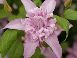 Клематис Мульти Пинк - Долина роз фото 4