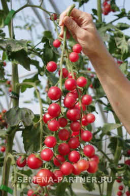 Томат Черрилулу - Партнер фото 5