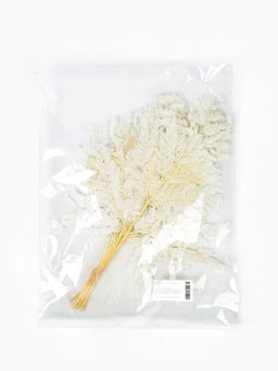 Сухоцвет Папоротник МИКС, 10 шт в упаковке
