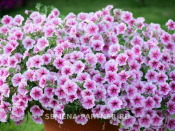 Петуния Зацветёт Long Разли Дазли многоцветковая ампельная - Партнер фото 3