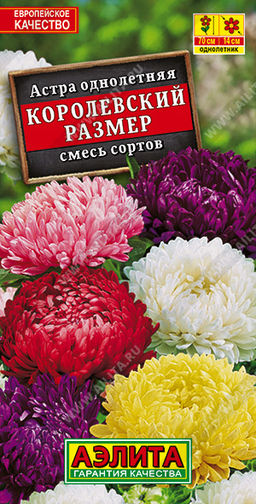 Астра Королевский размер, смесь окрасок - Аэлита фото 6