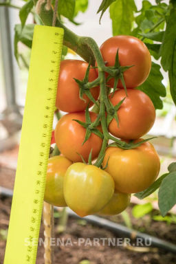 Томат Золотая Канарейка - Партнер фото 6