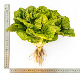 Салат кочанный Бернар - Партнер фото 3