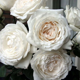 Роза Принцесса Миюки