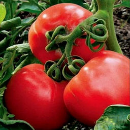 6247U Томат Розанна F1 5шт