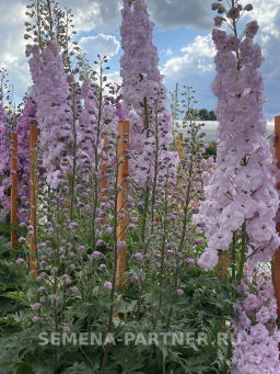 Дельфиниум Пинк Блаш - Партнер фото 5