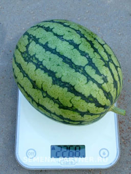 Арбуз Кубок Огня - Партнер фото 6