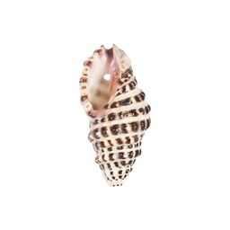 Zlatka Ракушки декор. D20-20 25 x 15 мм 5 х 20 г №01 натуральный  фото 4