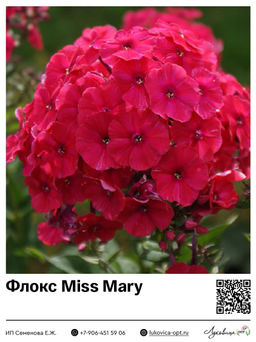 Флокс Miss Mary (Метельчатый)