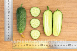 Огурец партенокарпический Хоббит - Партнер фото 8