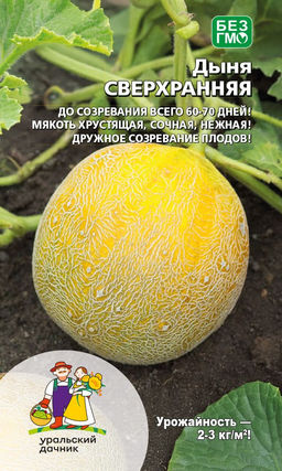 Дыня СВЕРХРАННЯЯ До созревания всего 60-70 дней! Мякоть хрустящая, сочная, нежная! Дружное созревание плодов!